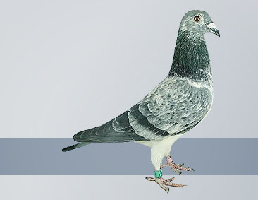nice silver hen form world-famous Silver Shadow family