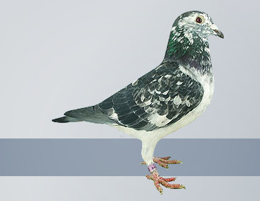 small silver shadow hen from champion racing pigeon in the world