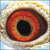 oko gołębia rasy Koopman