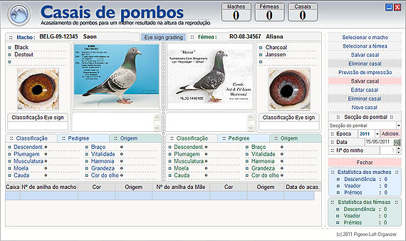 Casais de pombos