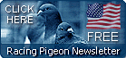 racing pigeon newsletter