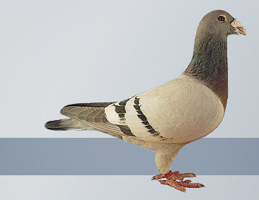 famous Janssen pigeons from Driekske Janssen