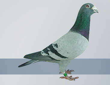 quality of the Janssen birds