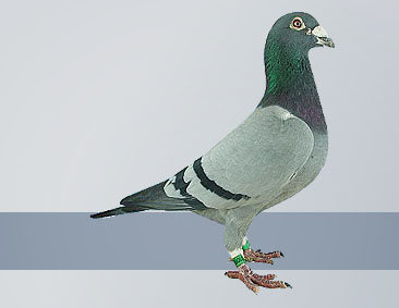 best breeding lines of the Janssen