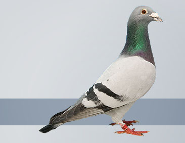 The best performance pigeons