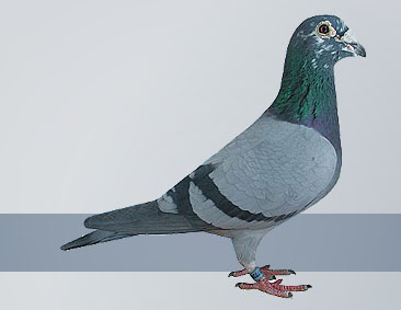 The base of Hofkens was mostly Janssen-pigeons