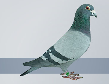  Hollywood Pied Hofkens Hen