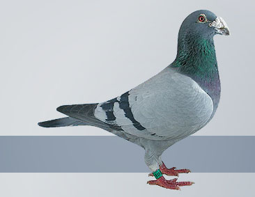 old Hofken family of pigeons