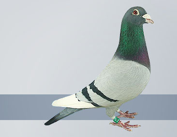 Best Racing Pigeon Breeders