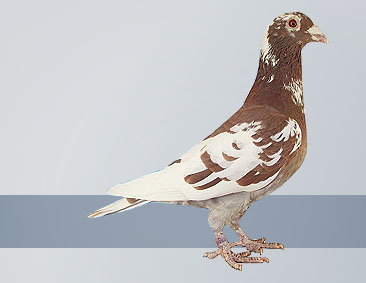 Racing Pigeon software, free download Racing Pigeon software, free download