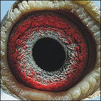 oko samicy gołębia rasy Prange