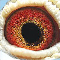 oko samca gołębia rasy Van Elsacker-Jeppsen