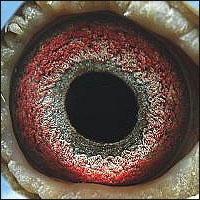 oko super rocznego gołębia rasy Van Dyck