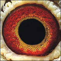 Dominant Violet Eye